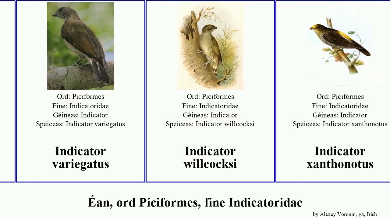 &Eacute;an, ord Piciformes, fine Indicatoridae minor bird regulus variegatus insignis Prodotiscus Shel