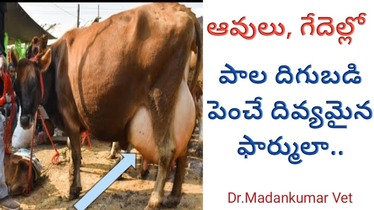 పాల దిగుబడి పెంచే వంటింటి చిట్కా |Home made formula -2 to increase Milk in Cows and Buffaloes