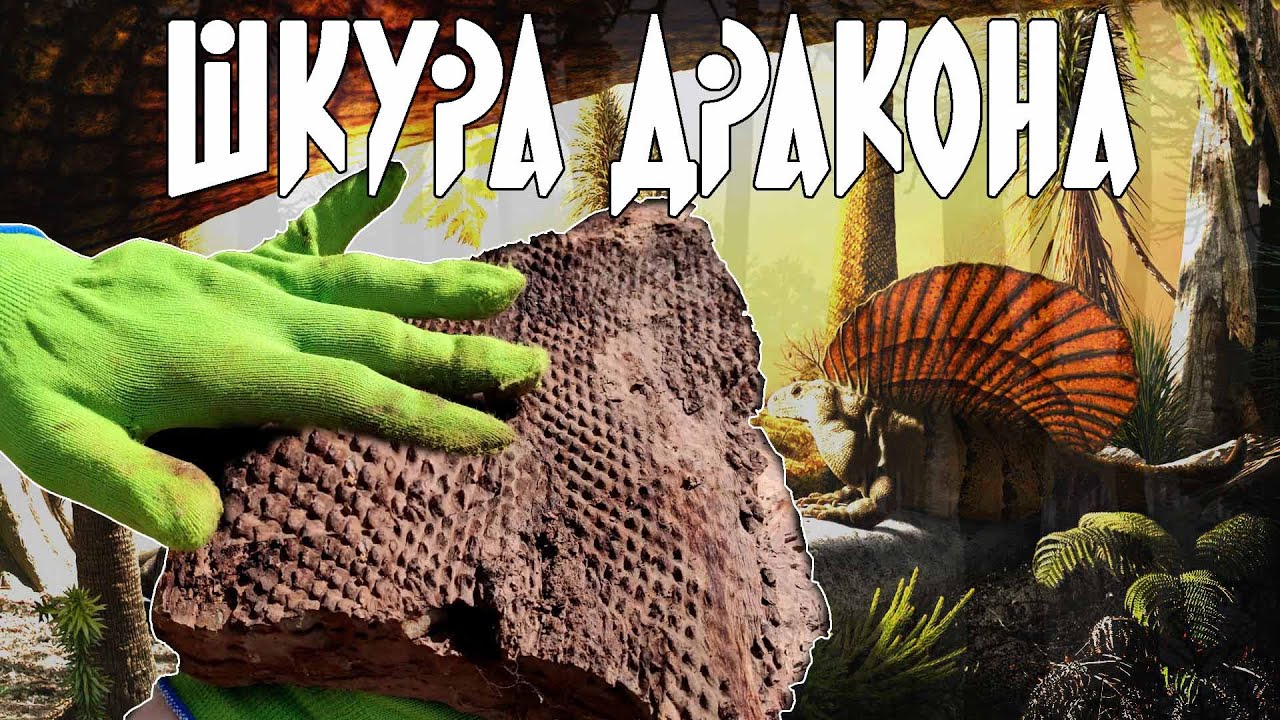 НАШЛИ ШКУРУ ДРАКОНА | Поиски исчезнувших  тропических лесов Самарской области.
