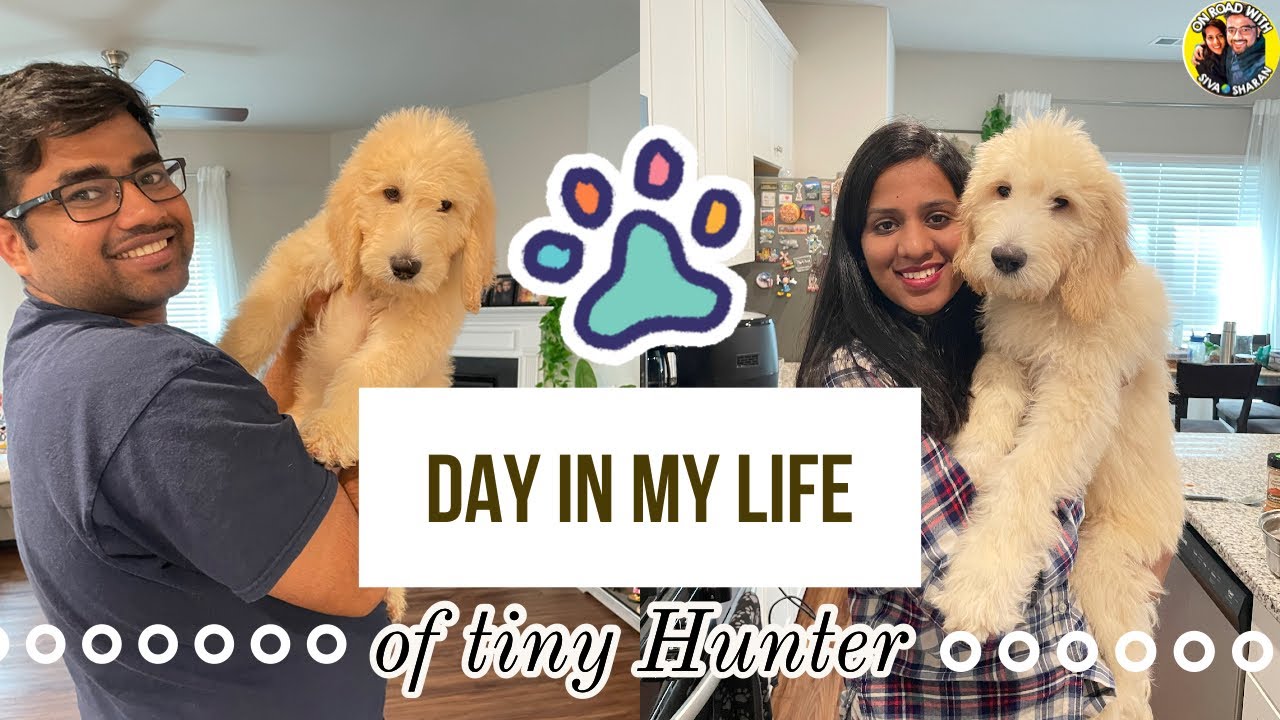 Day In My Life - Baby Hunter's Vlog | DIML | Goldendoodle Puppy | Siva Sharan