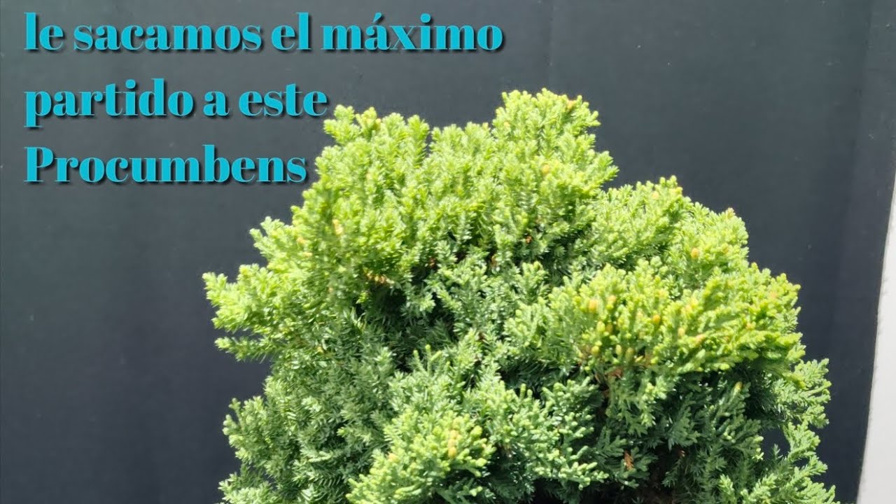 Le sacamos el bonsai que llevaba dentro ...Tu también puedes hacerlo!.