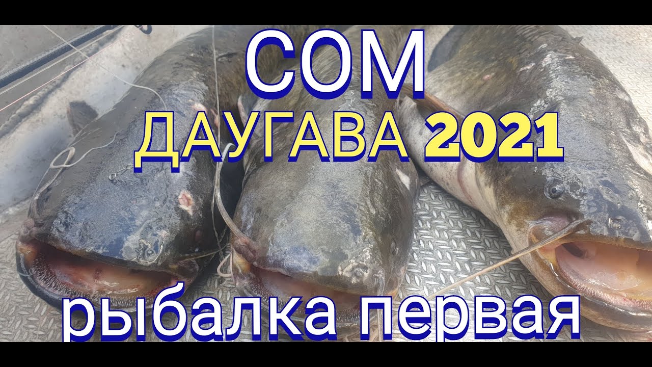 Сом Даугава 2021(рыбалка первая)