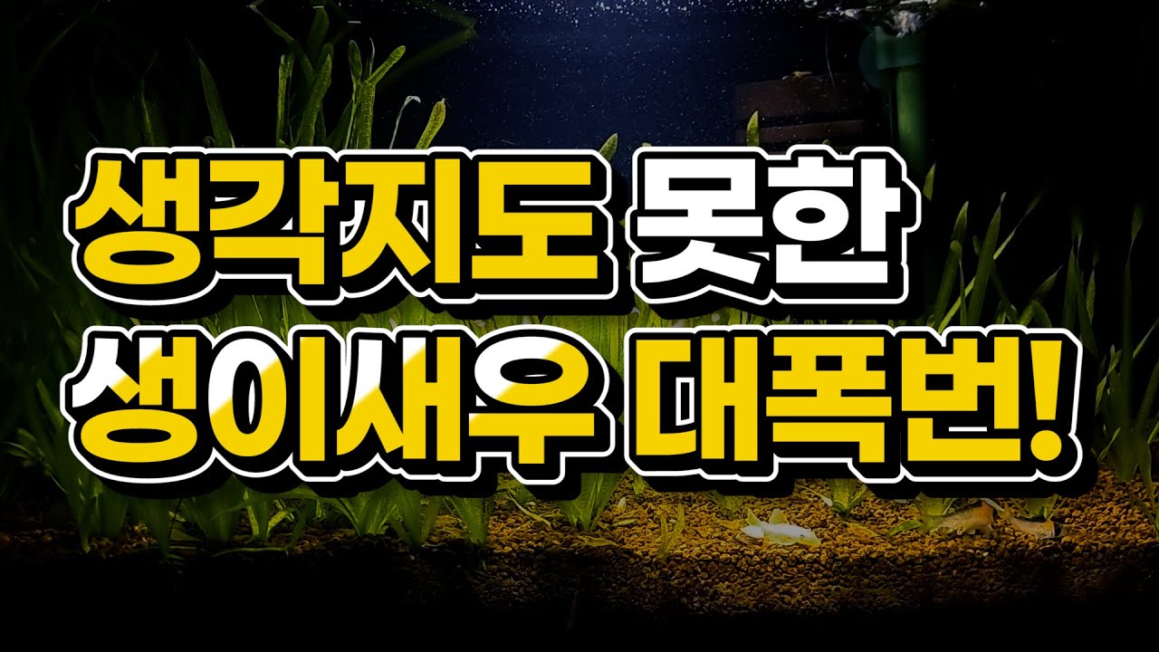 [골든백 새우 폭번항] 분명 아돌포이를 키우려 했는데... 오히려 좋아!