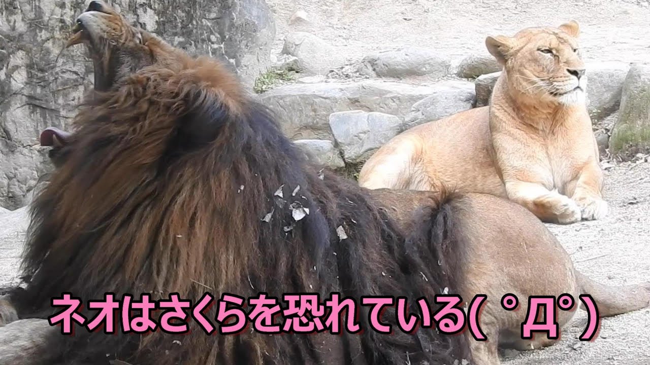 さくらから逃げるネオ（仔ライオンのララとイオの父親）とべ動物園にて