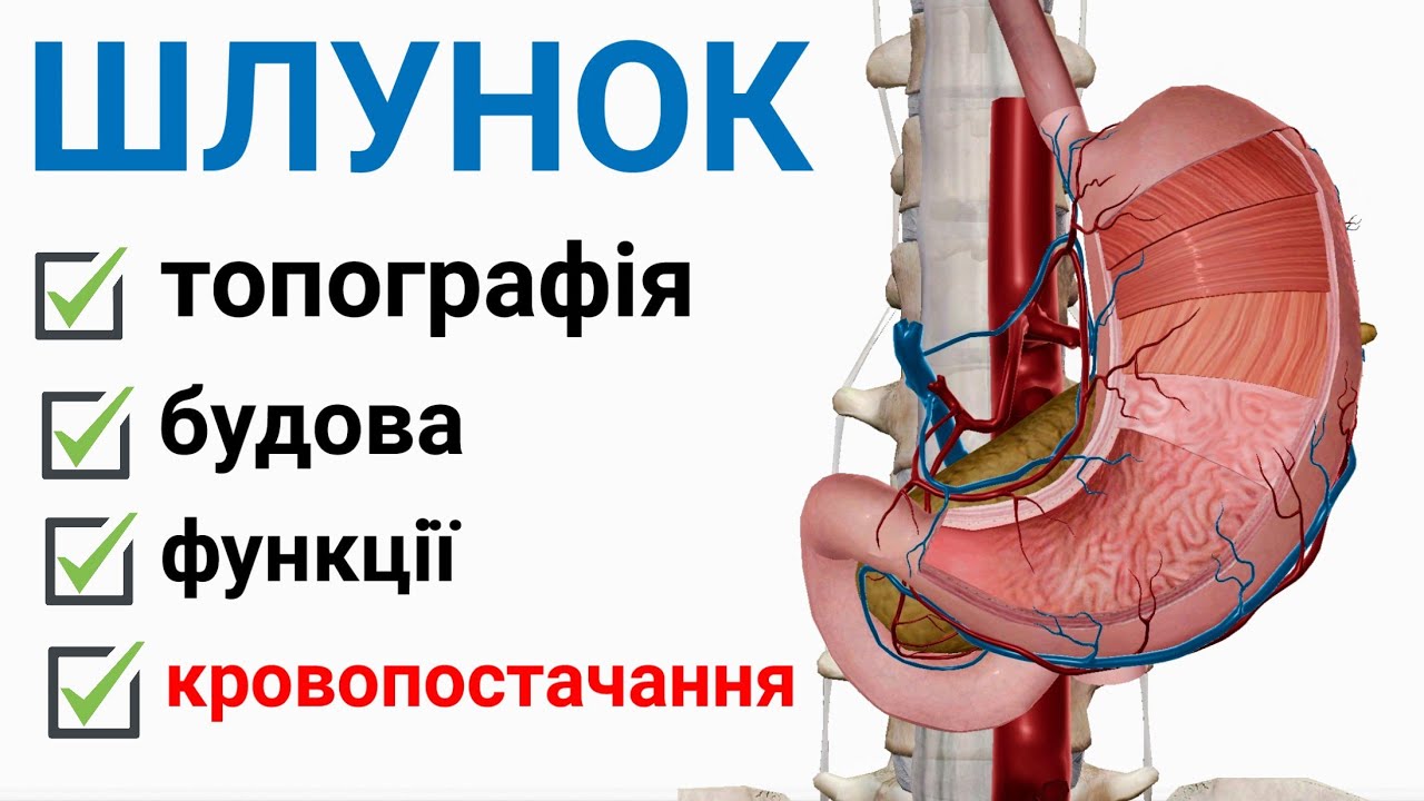 Анатомія шлунка