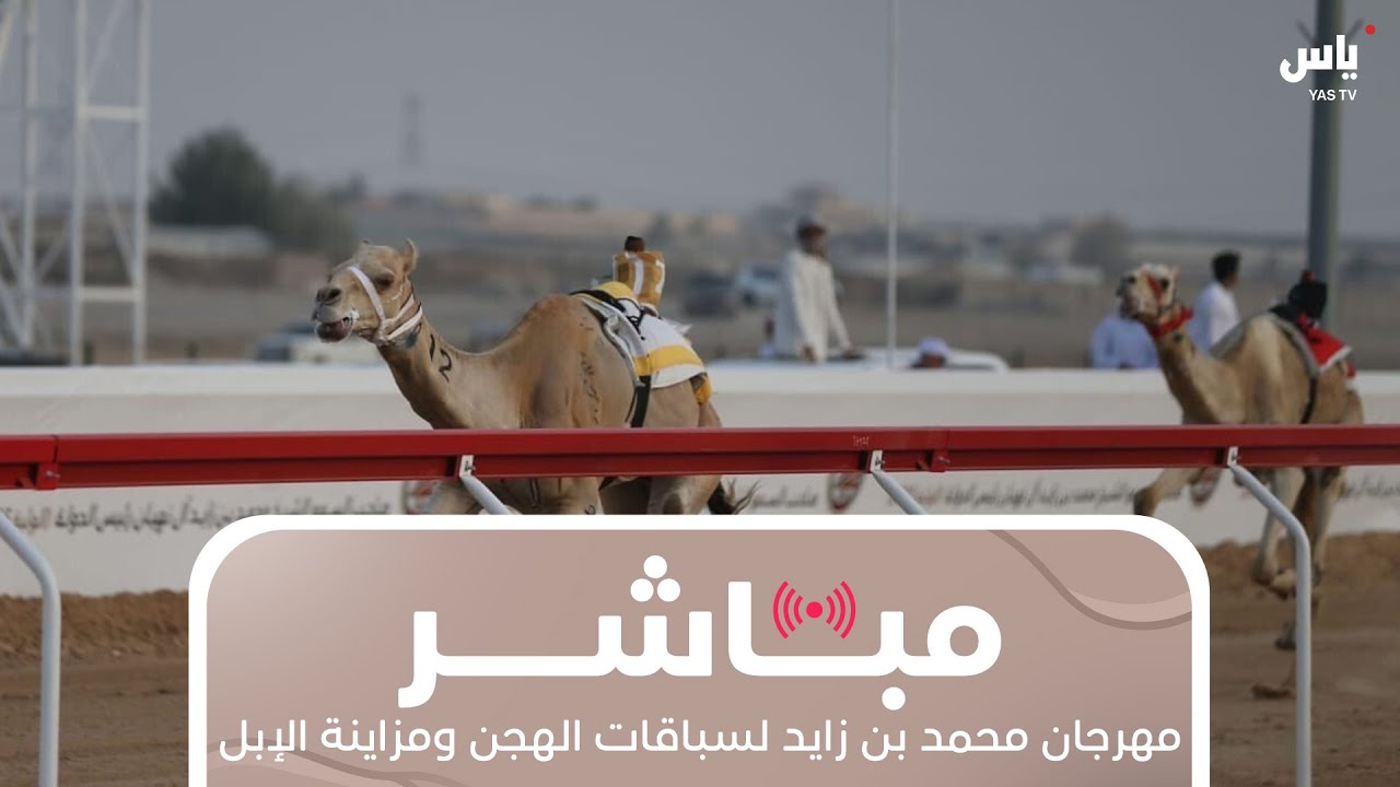 مهرجان محمد بن زايد لسباقات الهجن ومزاينة الإبل - السباق التراثي | 26 ديسمبر 2025