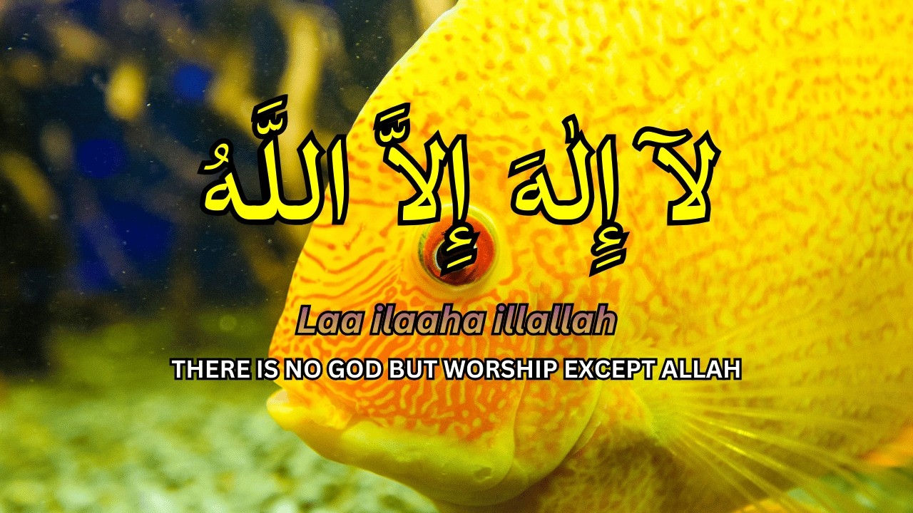 Daily Calm Dzikir LAILAHAILLALLAH for Healing Rest