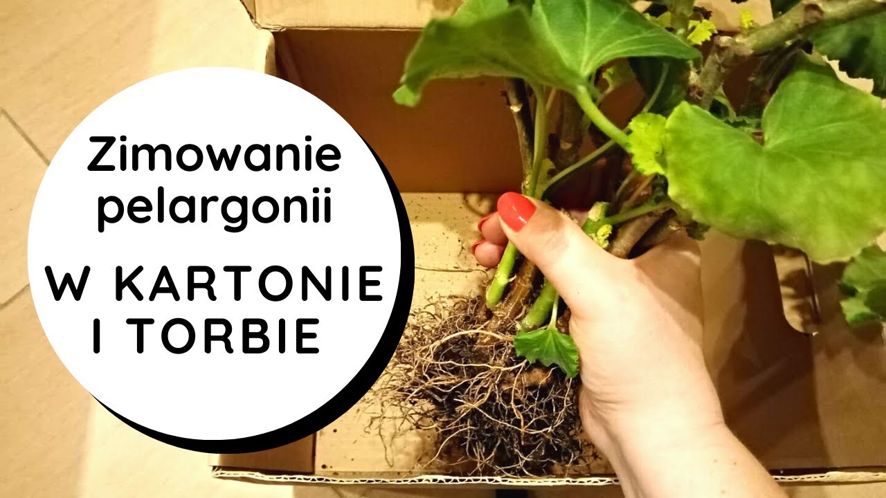 👉Zimowanie pelargonii w torbie papierowej i kartonie🌸👍. Jak przezimować, przechować pelargonie zimą❓