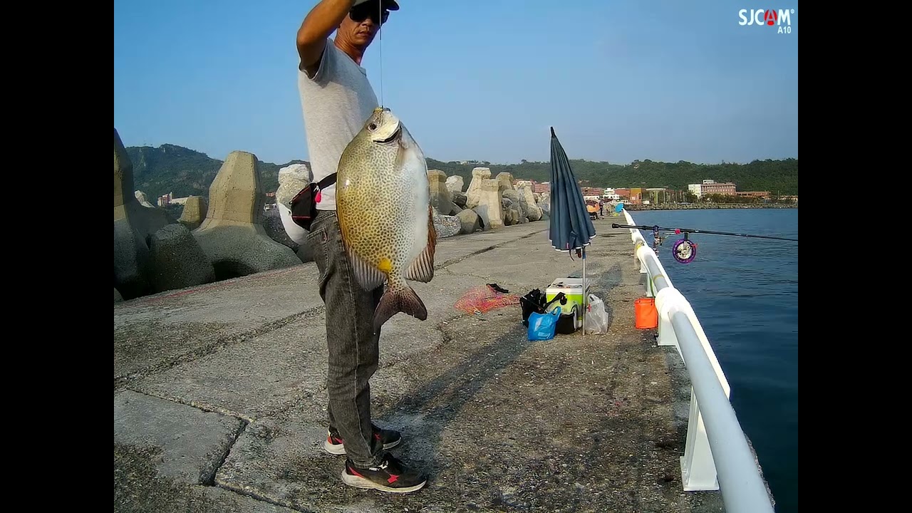 西子灣風雲 第三集  ( 打到骨折 .二隻賣500元 )  幻海小繼 ...蠻特殊的竿子 有台灣小繼設計獨有的載重  但呈現的卻是海上釣掘的調性 . ...  很妙 .. 上興 ...