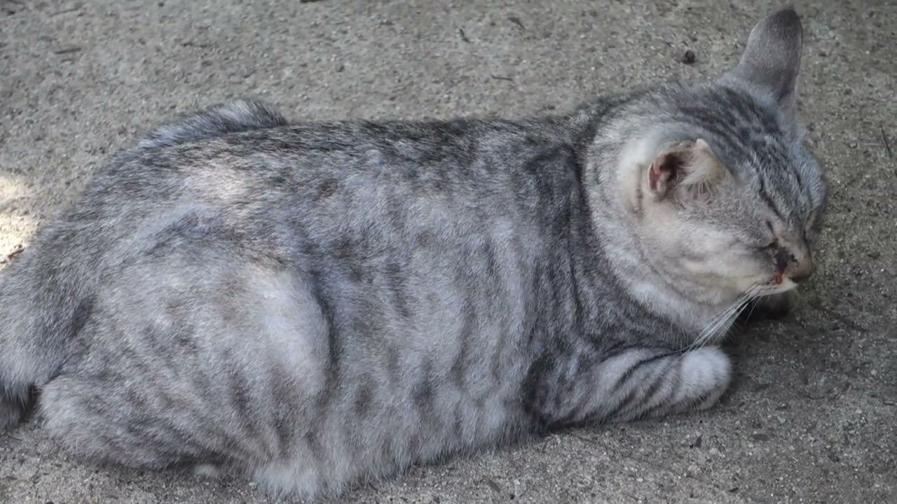 【猫動画】　モフ猫ちゃんはねむいにゃ #猫  #cat  #cats  #cute