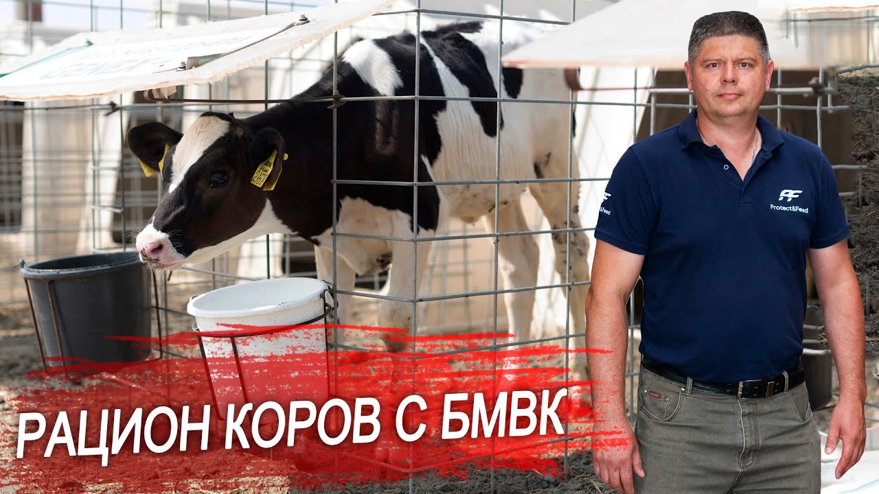Рацион крупного рогатого скота. Чем кормить телят, мясных бычков и молочных коров? БМВК для крс.