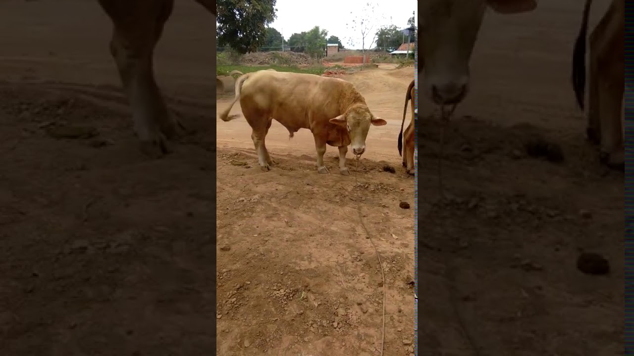 bò Phoi giong krong pa keo mo ae