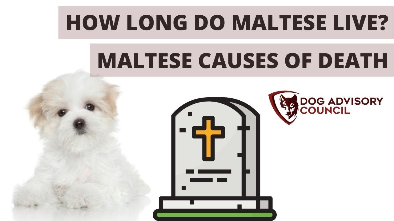 How Long Do Maltese Live Lifespan and Causes of Death
