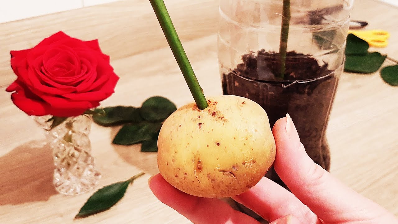 Размножение роз картофелем уже не секрет, теперь это может сделать каждый!