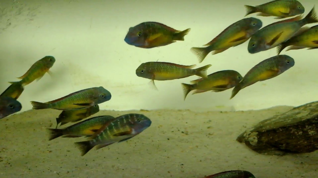 www.tropheus.com.pl - Tropheus moorii Kantalamba