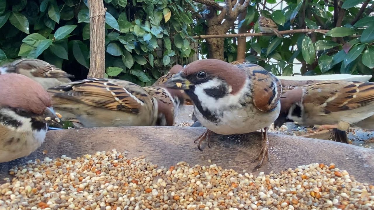 2025.12.18. 編集、解説なしの動画🐤