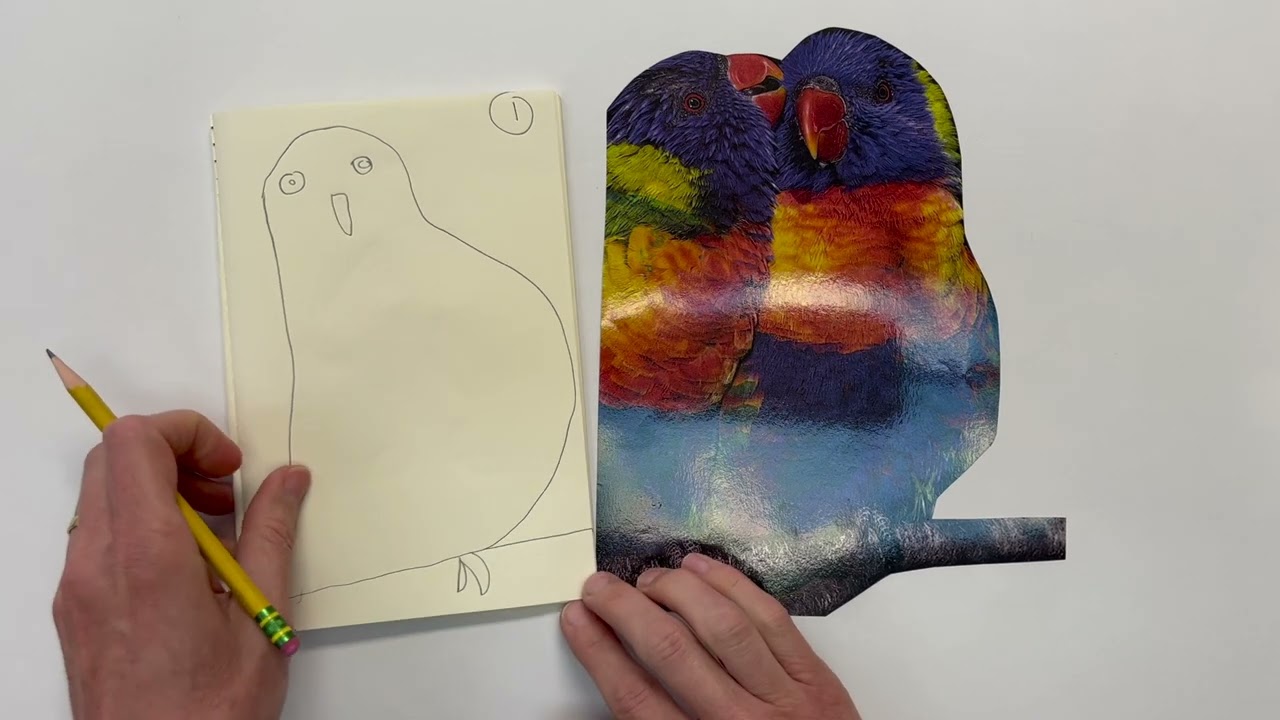 Audubon Birds: Peer Feedback Shape