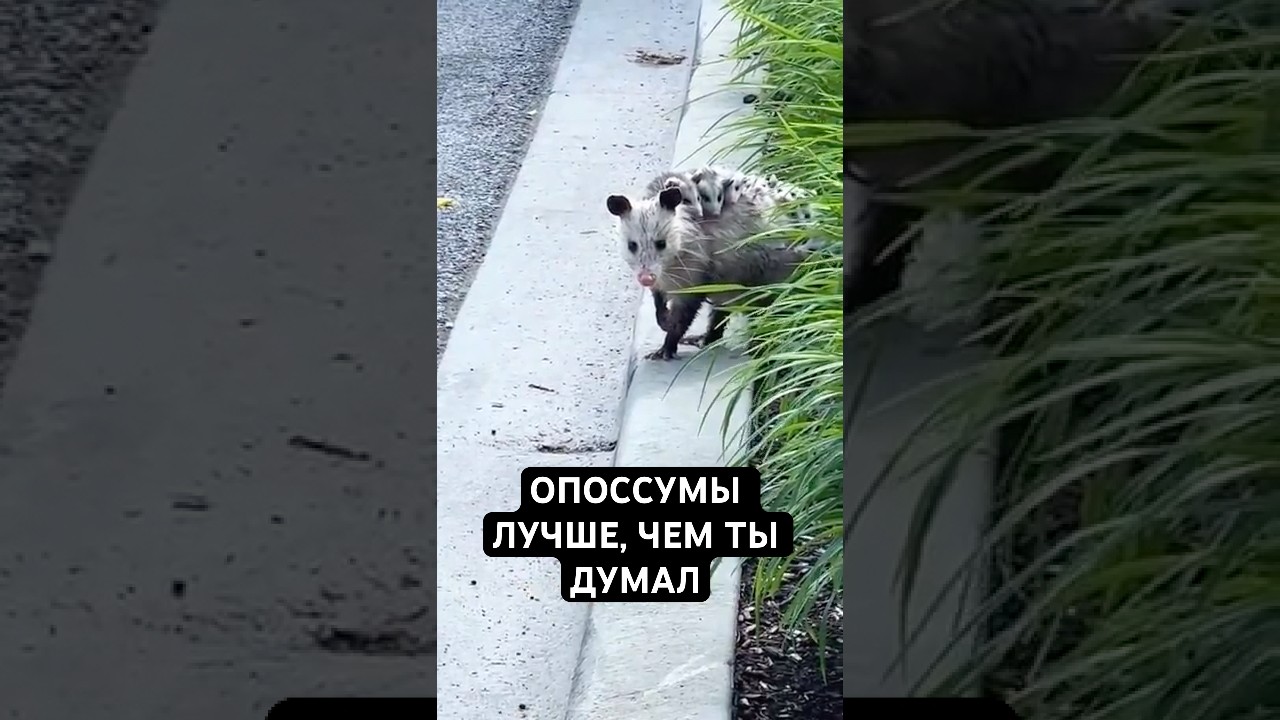 Вот Почему Опоссумы Лучше, Чем Ты Думал
