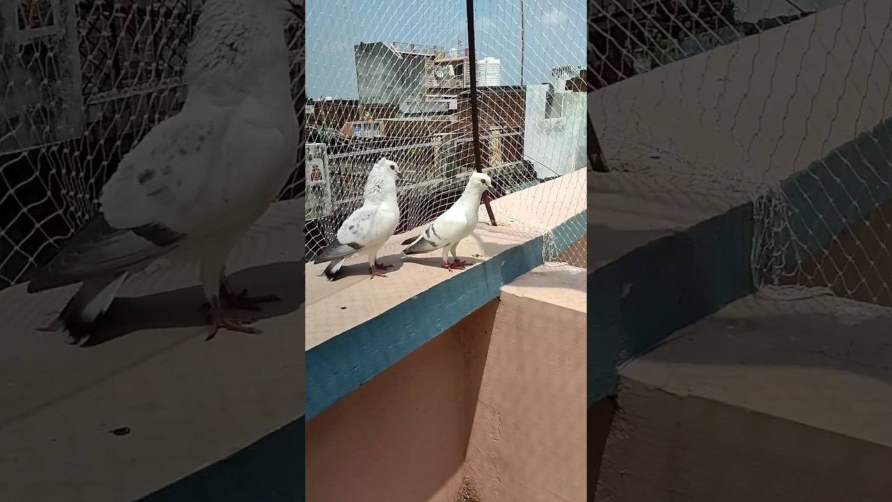 Beauty Of Hyderabadi Pigeon 🥰🕊️ | #pigeon #kabutar #kabootar #viral #shorts #trending