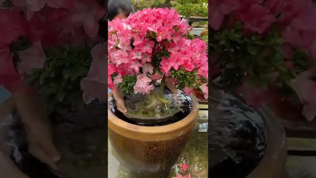 Azalea Bonsai Watering Tips Only Water The Potting Soil Not The Flowers #satisfying #short