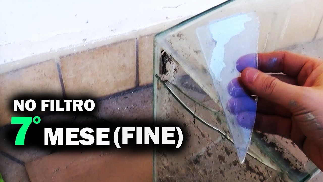Acquario SENZA FILTRO (7 MESI DOPO) • FINE SERIE per rottura Vasca