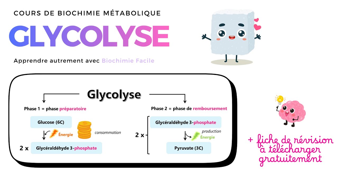 GLYCOLYSE : R&eacute;actions, enzymes et bilan