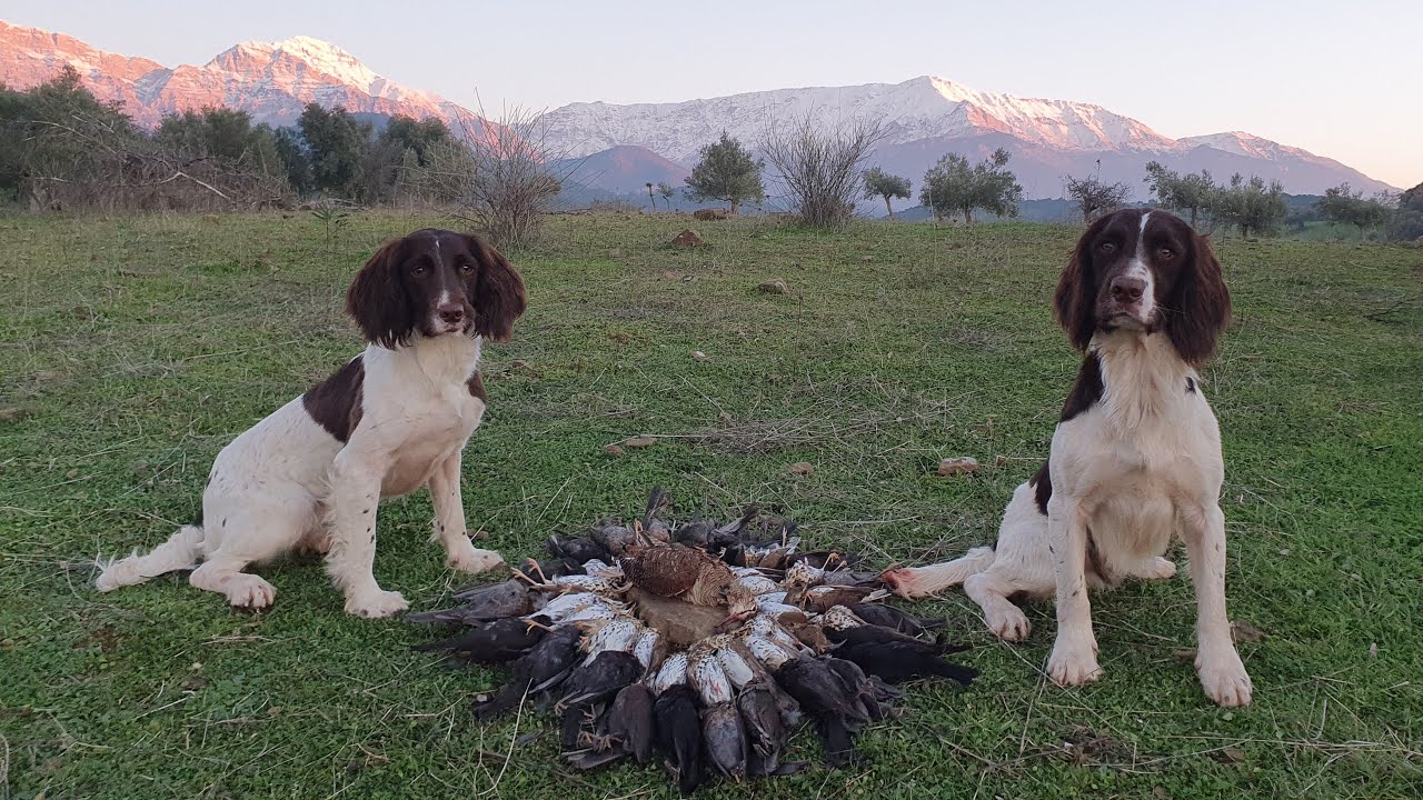 Springer Spaniel,η μπεκάτσα της ποταμιάς και τα τσιχλοκότσυφα (Τέλη Ιανουαρίου 2022)