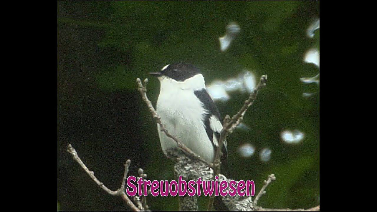 Streuobstwiesen  zerbrechliche Inseln in einer ausgeräumten Landschaft