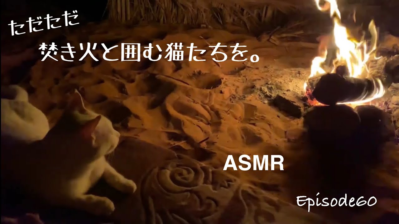 猫たちと焚き火囲んで1時間。Relaxing campfire with cats.