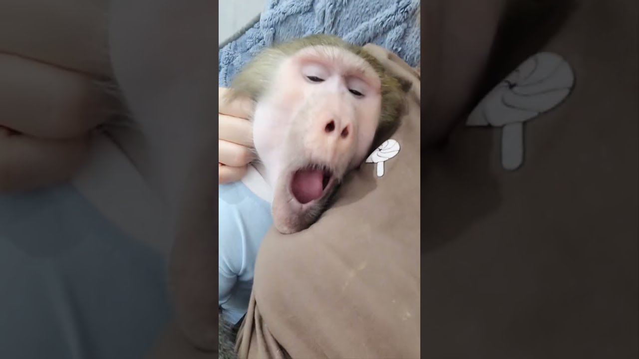 Гамадрилки Ники и Луна 😍 неразлучники 😁