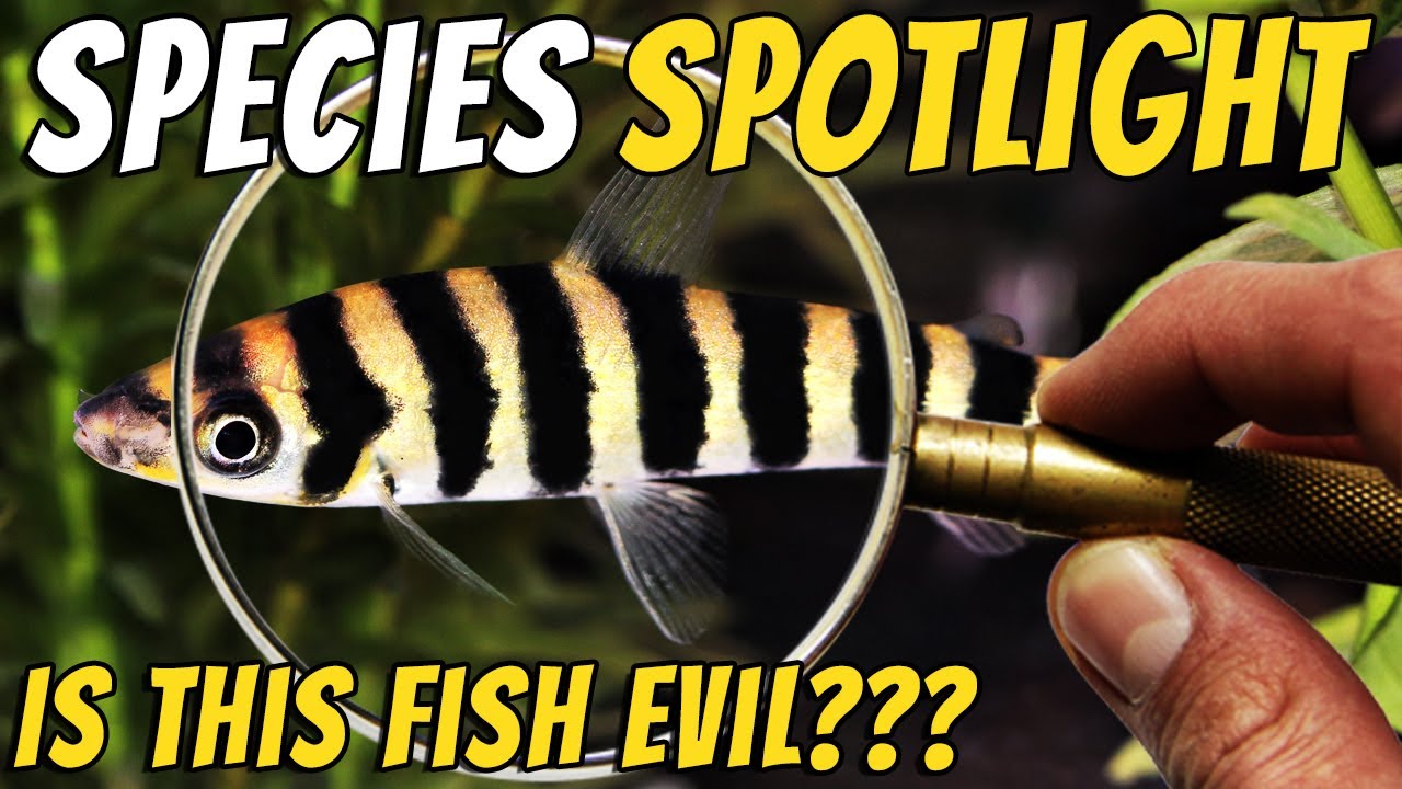 Откройте для себя непонятую полосатую рыбу-лепоринуса — Leporinus fasciatus