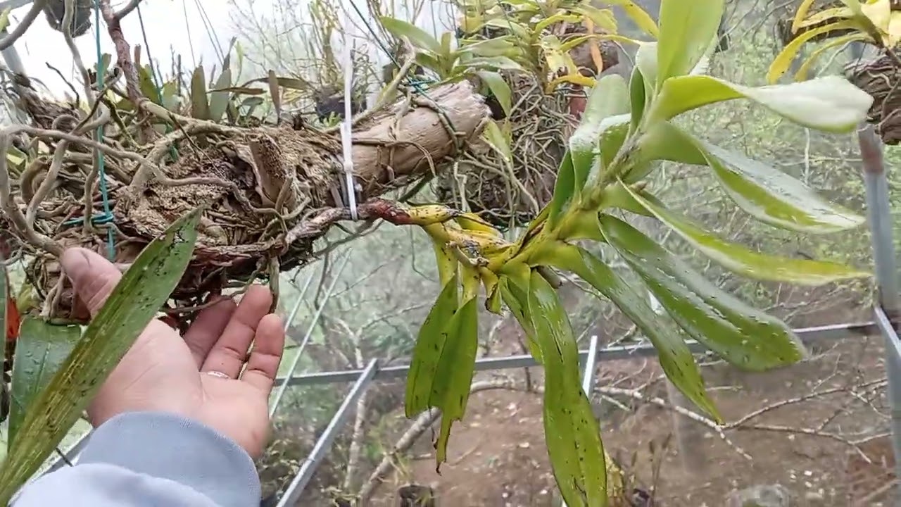 21/2/2026 Zalo 0822681162 a thái bán nhiều giò lan thuần đang nụ đẹp rẻ 