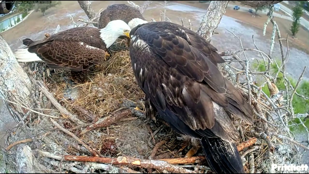 SWFL. Each parent delivers one more fish; the whole family has lunch 🥰 /11:26, 12:03/  2026-02-26