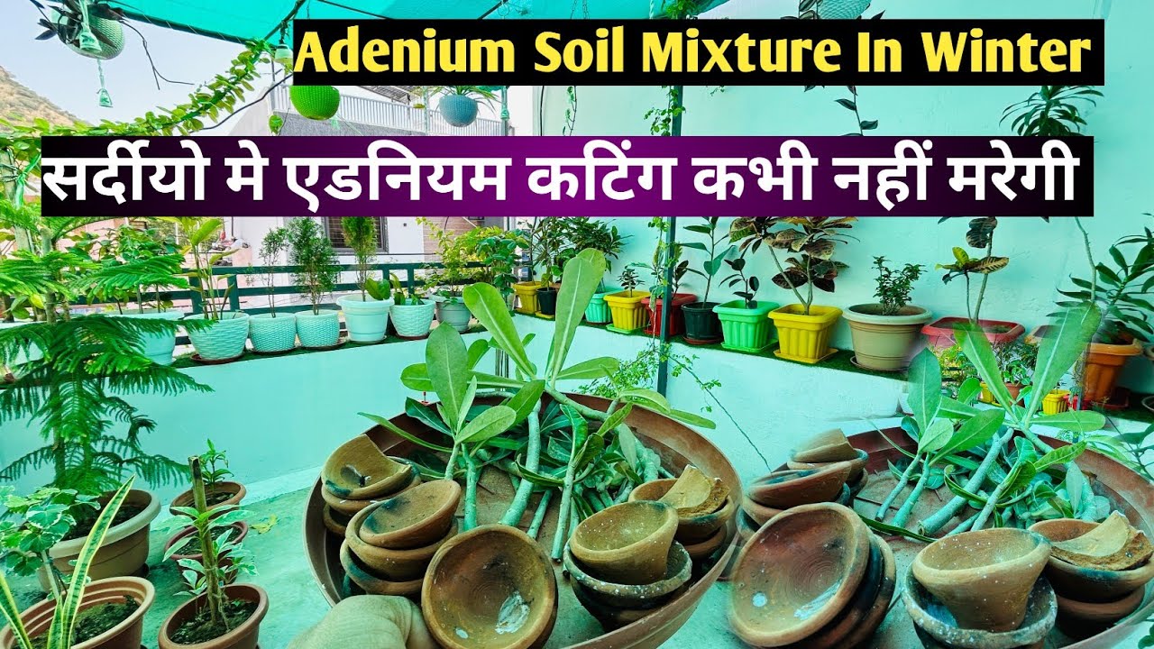 सर्दियो में एडिनियम की कटिंग में बहुत खास है दीपक 🪔 | Adenium Cutting Tips | Adenium | Rooftop Plant