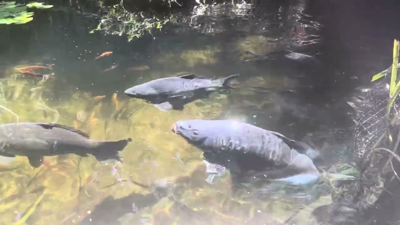 Not a proper upload, but the fish look great, and I’d no time for editing :)