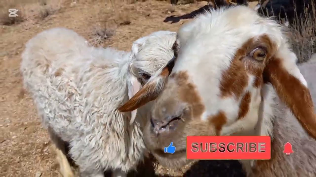 ۱۶۲۰۲۶ چوپان بودن آسان است؟یک روز همراه من باشA Full Day with a Village Shepherd A Forgotten Life 🐑🌄