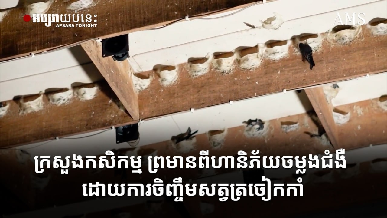 ក្រសួងកសិកម្ម ព្រមានពីហានិភ័យចម្លងជំងឺ ដោយការចិញ្ចឹមសត្វត្រចៀកកាំ