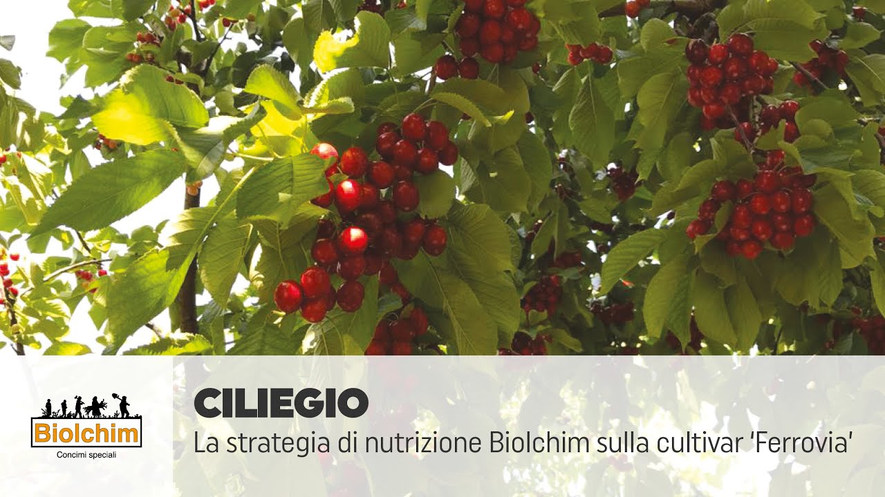 La strategia di nutrizione Biolchim sulla cultivar di ciliegio ‘Ferrovia’.