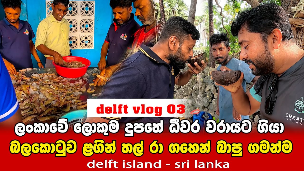 ඩෙල්ෆ් ධීවර වරාය 🦐🦀🦐 | බලකොටුව ළග තල් රා ගහෙන් බාපු ගමන් 🏝️ | delft island vlog 03 | ඩෙල්ෆ් දූපත ⛵️