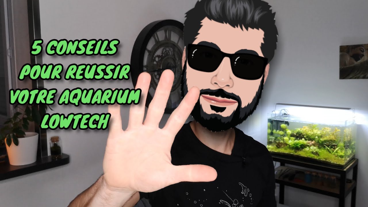 5 Conseils pour réussir votre aquarium lowtech