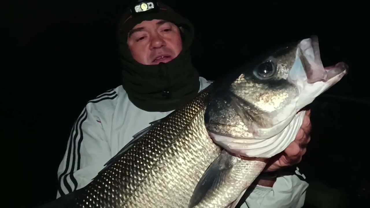 Robalo pescado por un servidor con tira de sepia