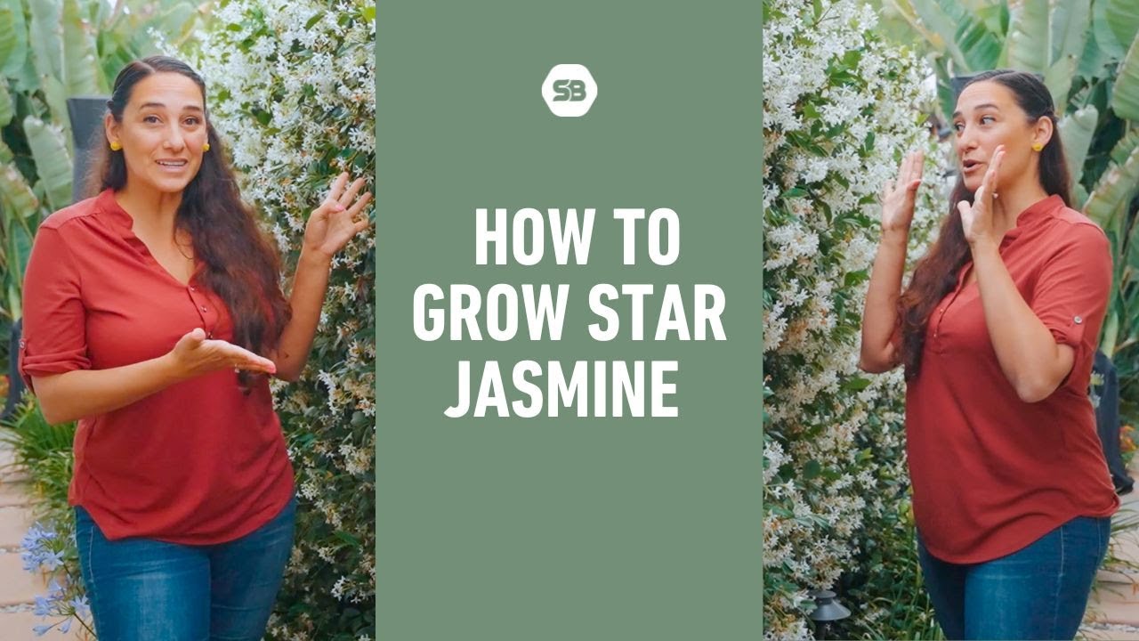Best plant for narrow side yards with sun and shade: Star Jasmine 101