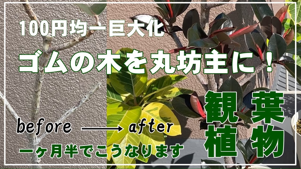 【観葉植物】100円均一巨大化したゴムの木を丸坊主にします！