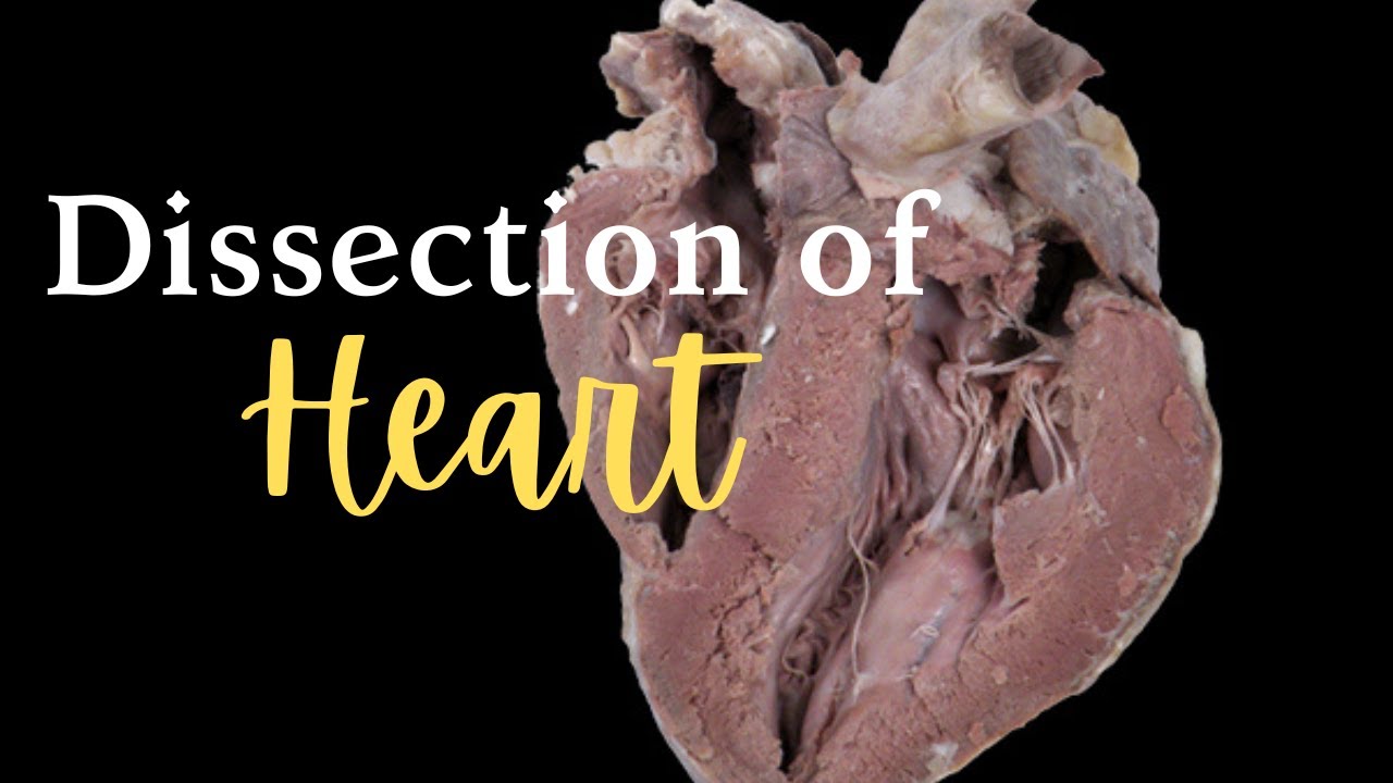 How to Dissect Heart by Dr Monica