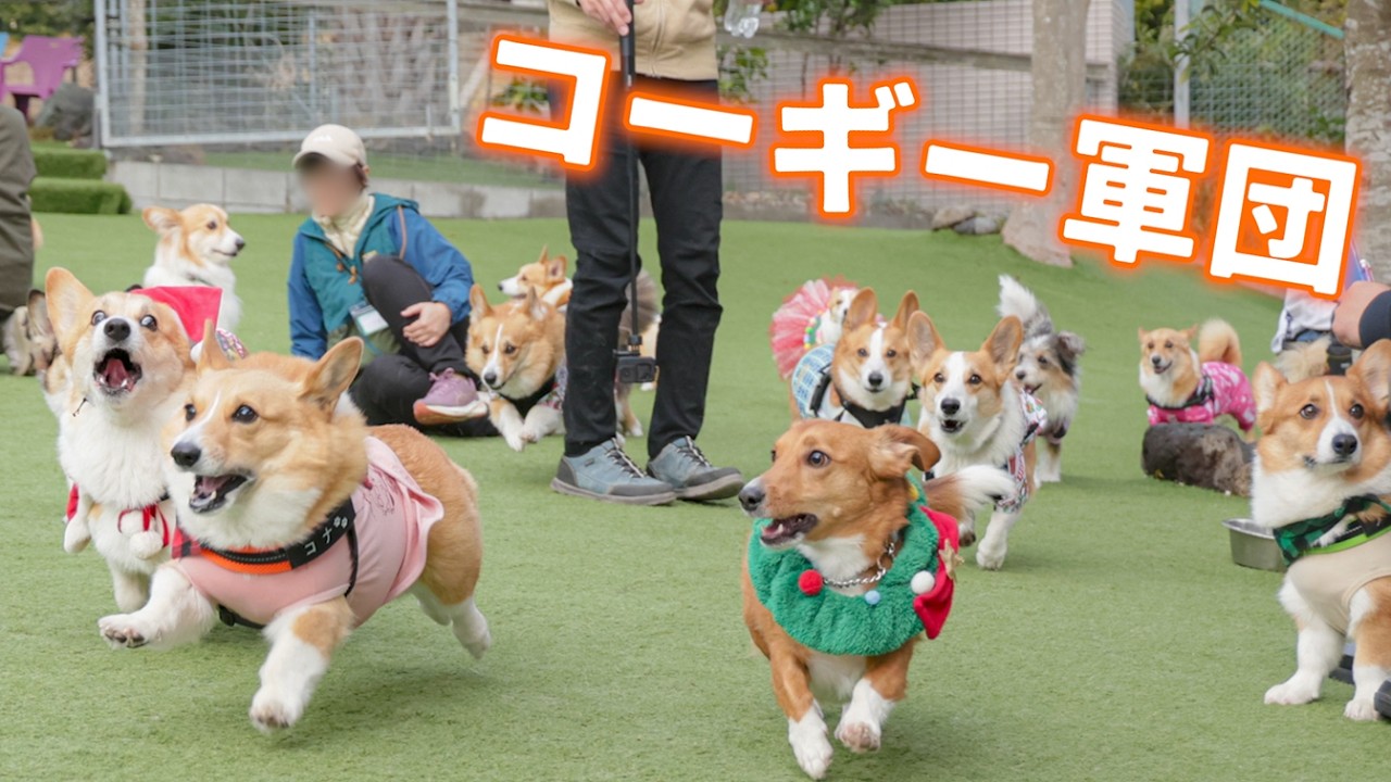 クリスマスに集まったコーギー軍団が可愛すぎて情報量多すぎw【Ven!】