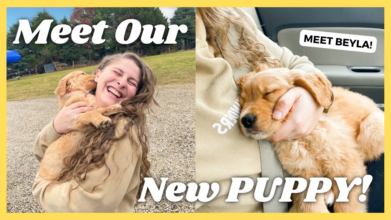 ЗАБИРАЕМ НАШЕГО НОВОГО 8-НЕДЕЛЬНОГО ЩЕНКА ЗОЛОТИСТОГО РЕТРИВЕРА!!! 🐶💛 + Наши первые 48 часов с ней!