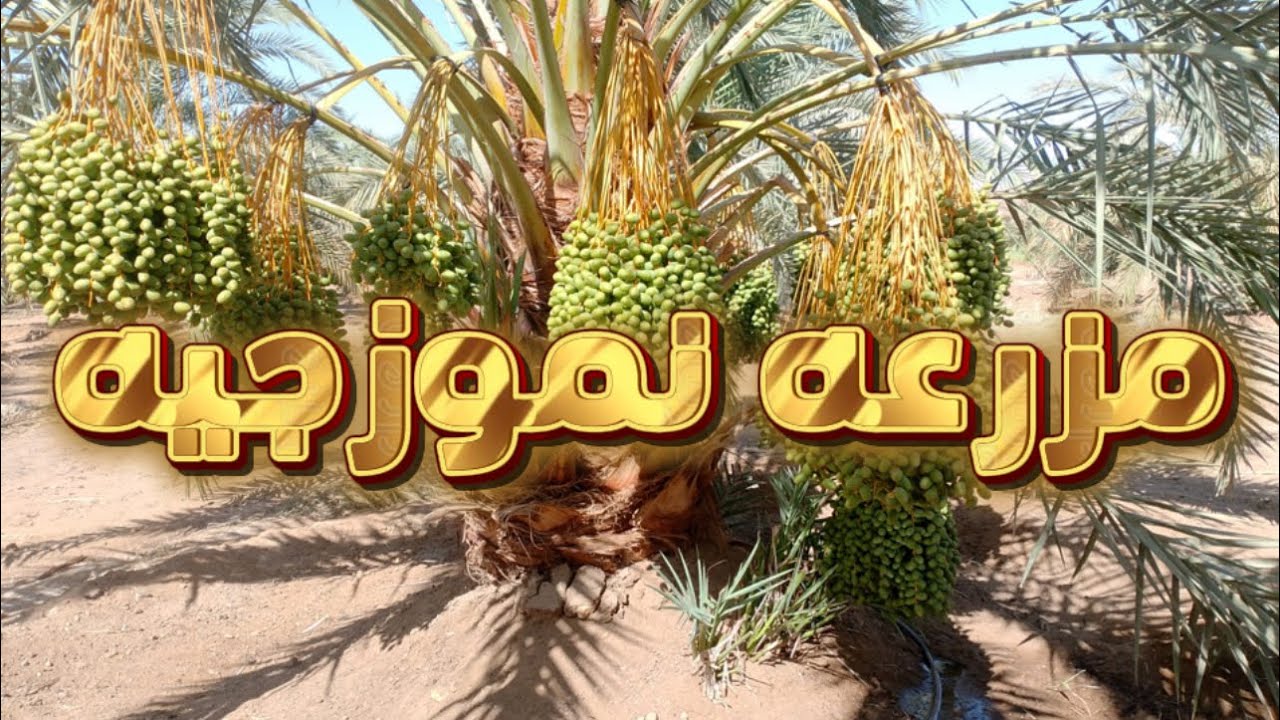 مهم جدا ازاي تعمل مزرعه نموزجيه