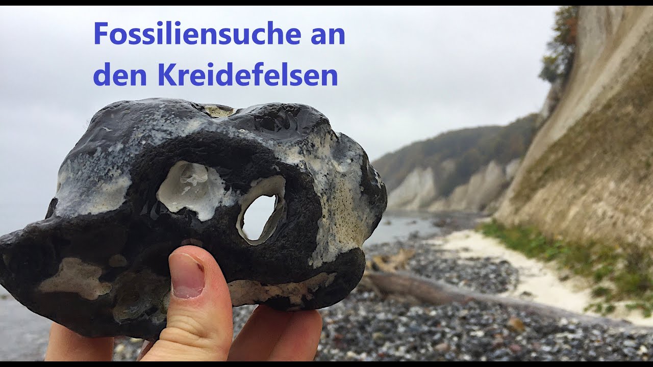 Die Kreidefelsen auf Rügen - Fossilien suchen an der Ostsee #5