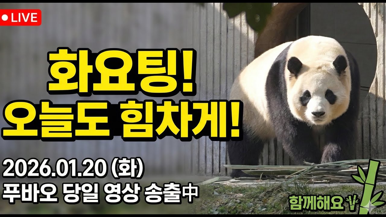 푸바오 26.01.20 당일영상송출 푸멍하시면서 힐링하자요 푸이팅!!#푸바오 #푸바오실시간 #바오패밀리