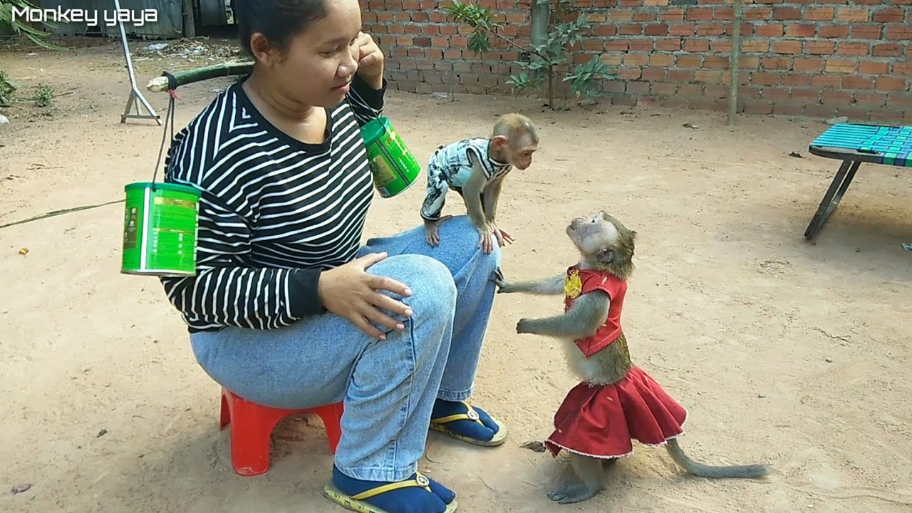 Мой мерзкий Шейли немного ревнует и хочет, чтобы его носили